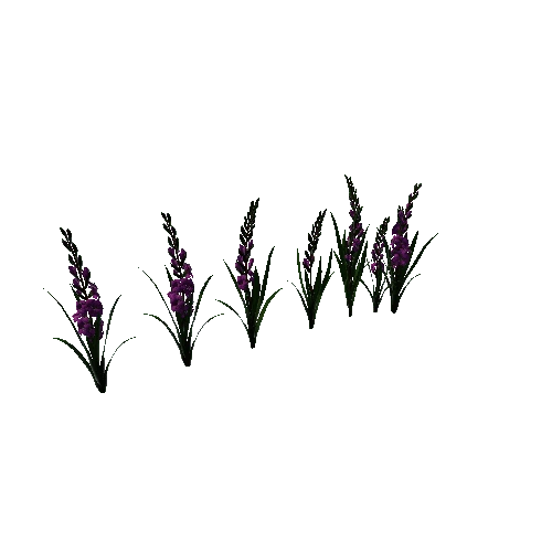 flower gladiolus3